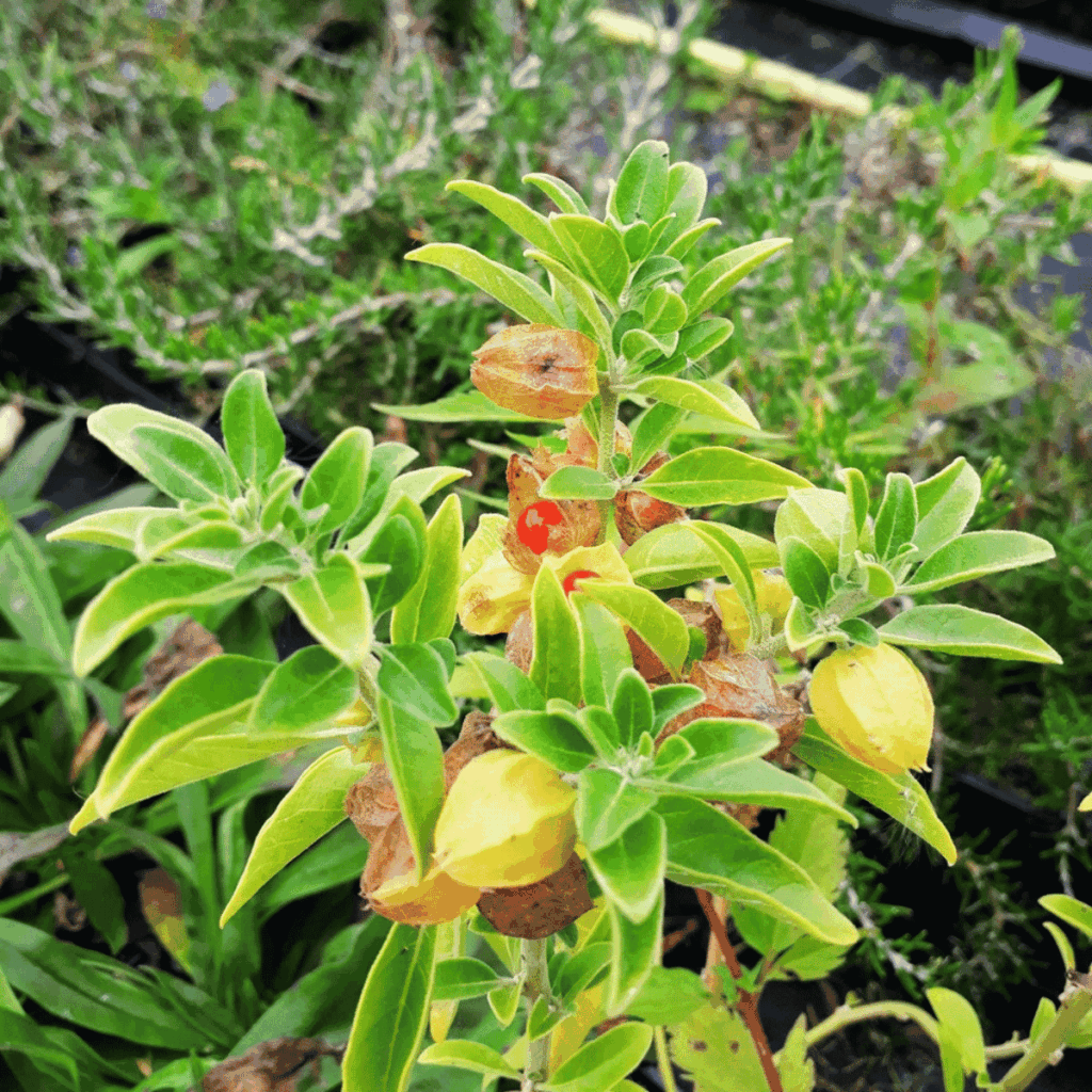 ashwagandha