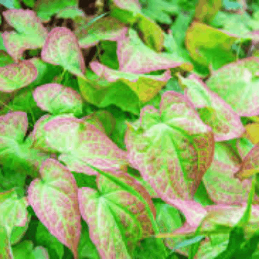 horny goat weed