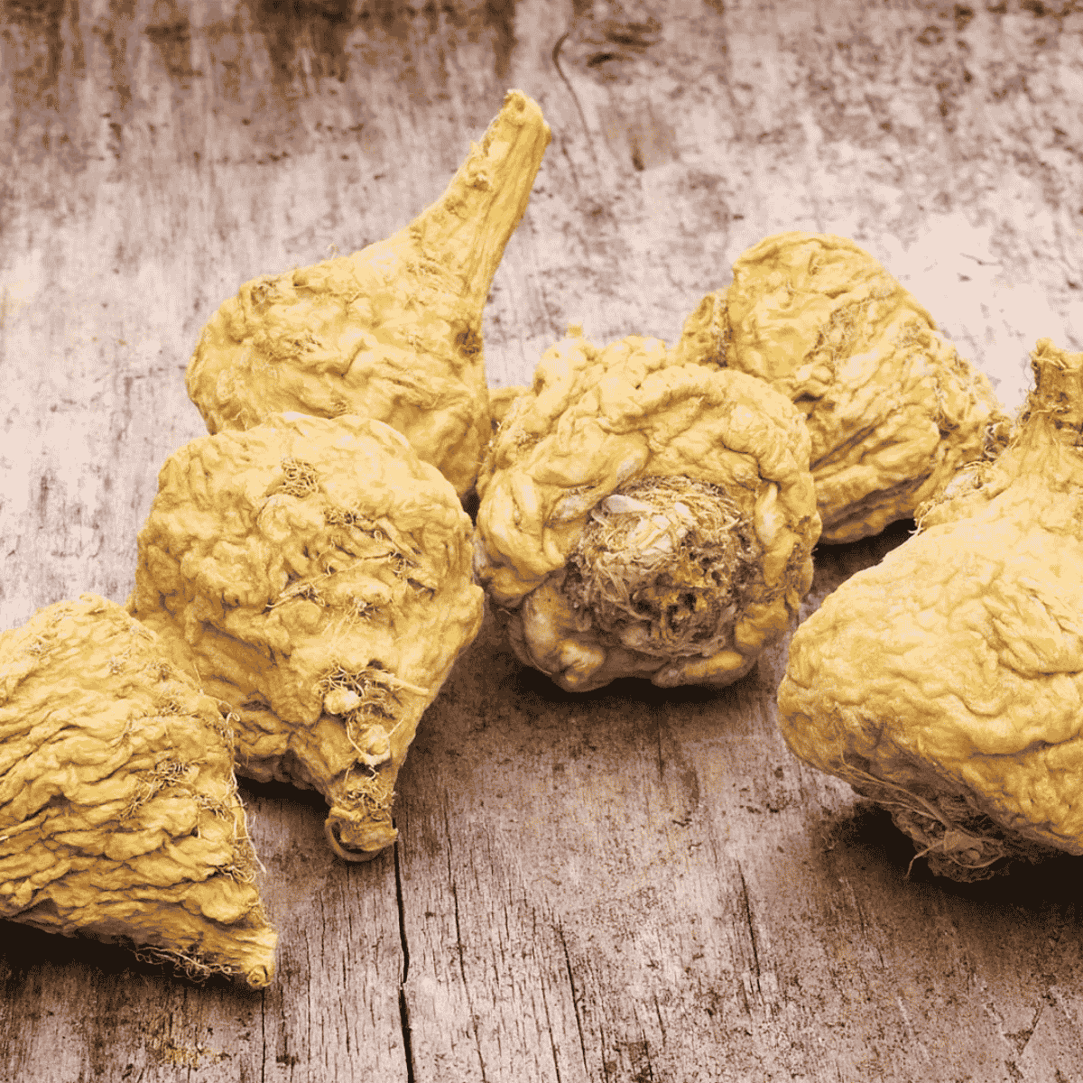 maca root
