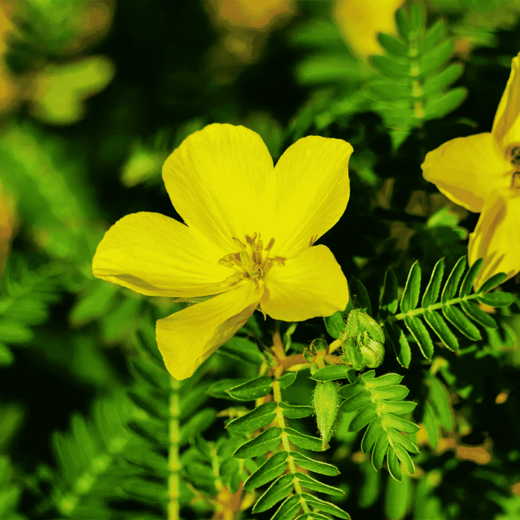 tribulus terrestris